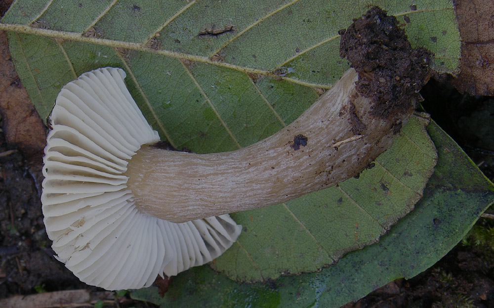 Russula leprosa (Bres.) Crawshay